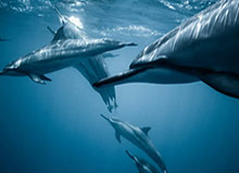 乐鱼leyu-内维尔谈切尔西球员围圈：像邪教，纯粹作秀，毫无意义，荒诞可笑